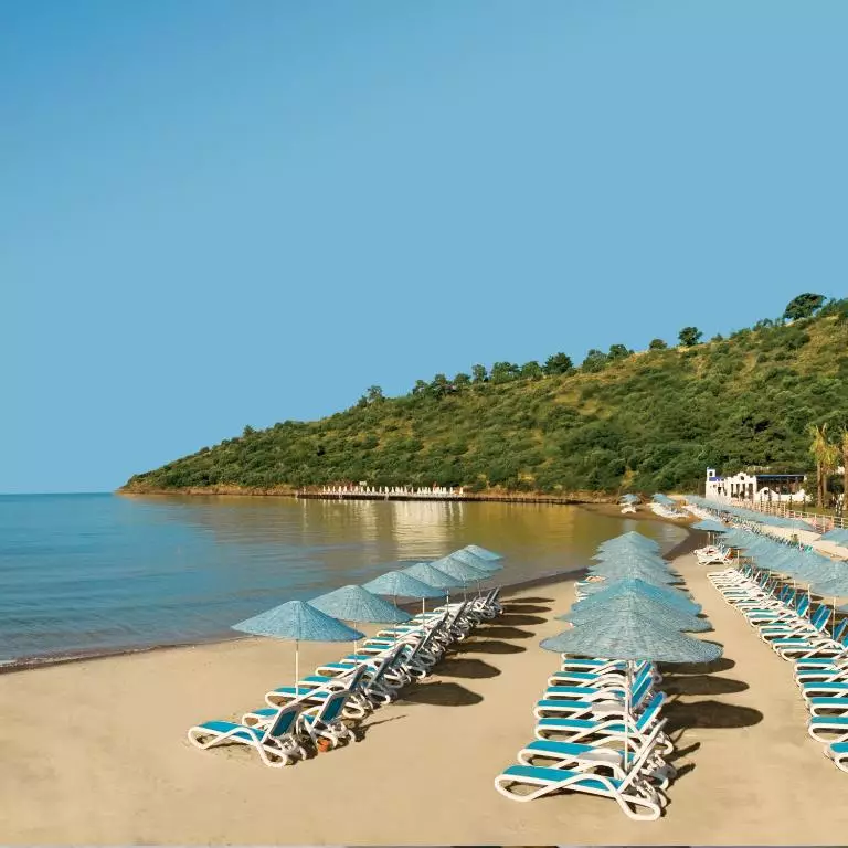 پالوما پاشا