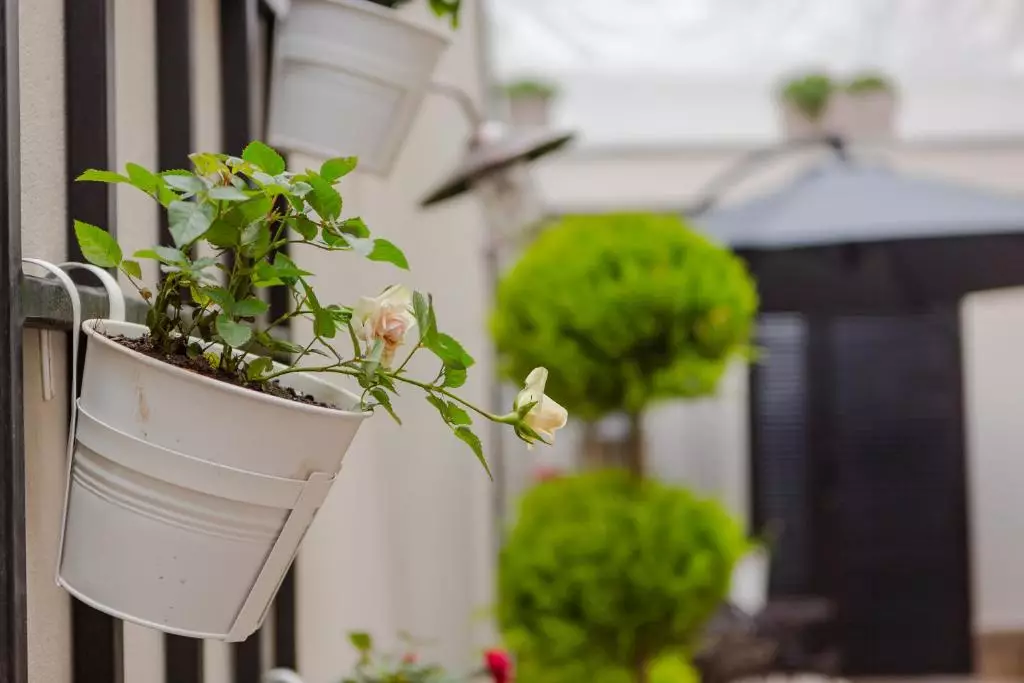 بلوم باتومی