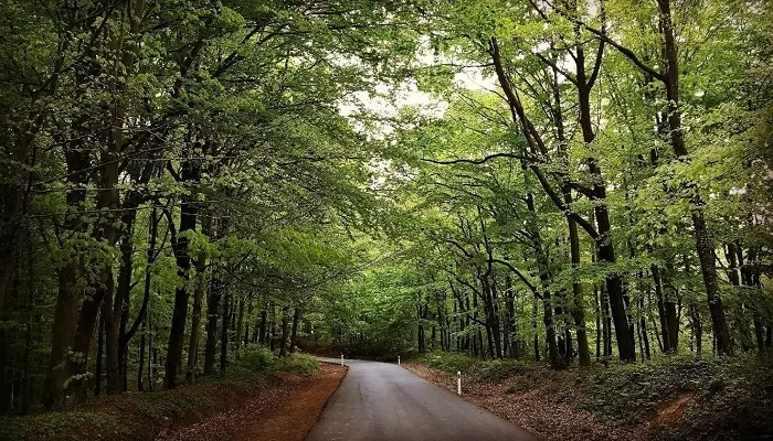 تصویری از جنگل بلگراد استانبول