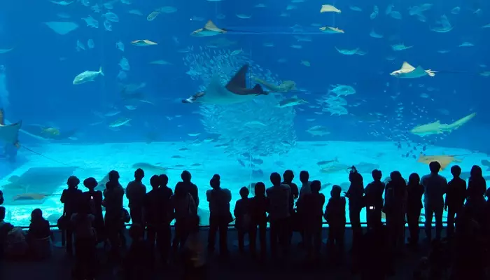 نمایی از آکواریوم استانبول
