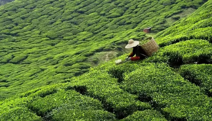 تصویری از یک زمین چای در سریلانکا