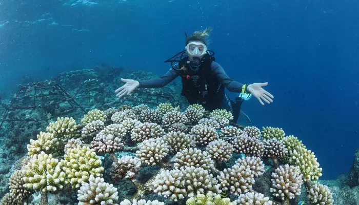 باغ های مرجانی