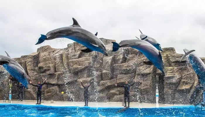 نمایی از دلفیناریوم باتومی