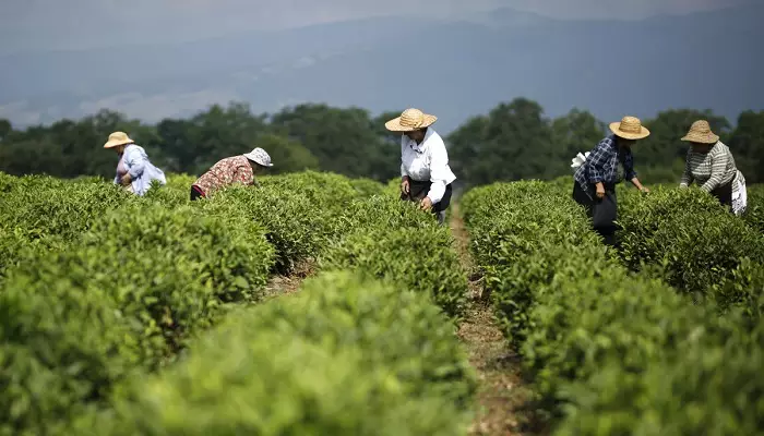 زمین چای در گرجستان