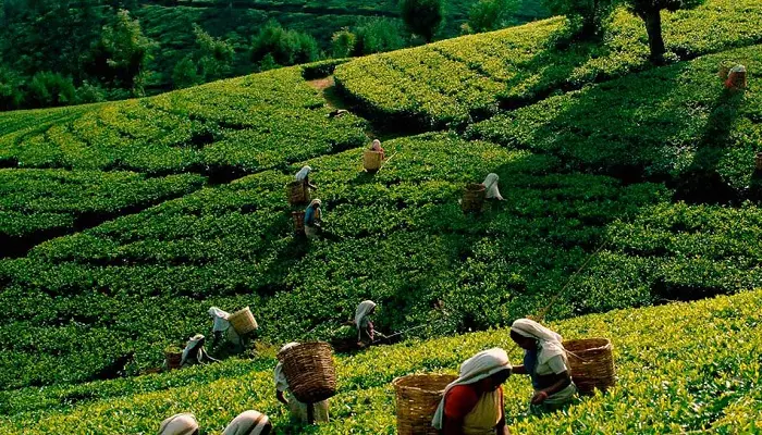 تصویری از یک مزرعه چای
