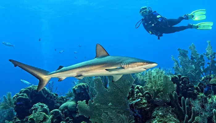 شنا با کوسه ها