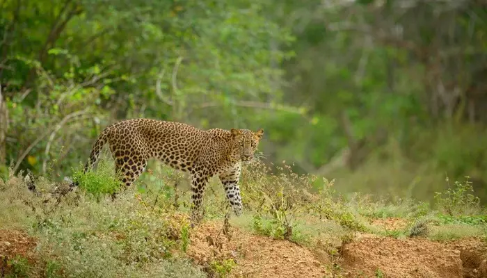 یوزپلنگ خالدار