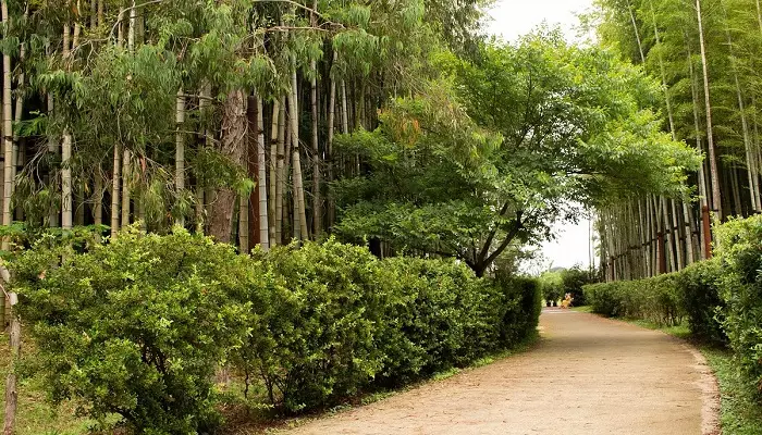 باغوحش تفلیس و پارک دندرولوژیک