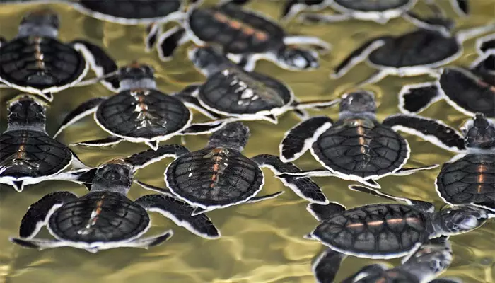 چند لاک پشت روی آب