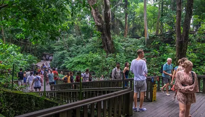 نمایی از جنگل میمونهای اوبود
