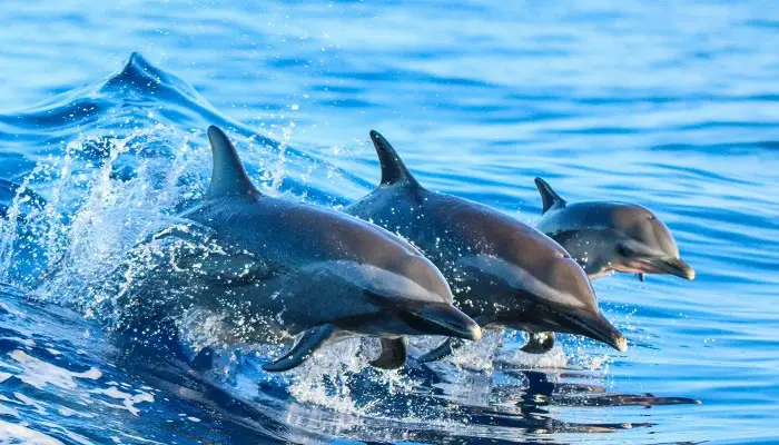 دلفین های مالدیو