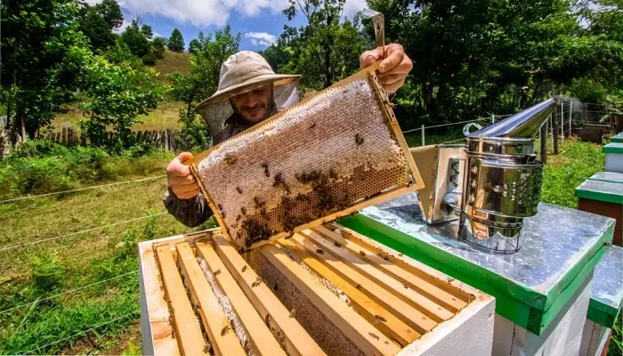 عسل گرجستان