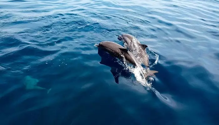 دلفین های جزیره مافوشی