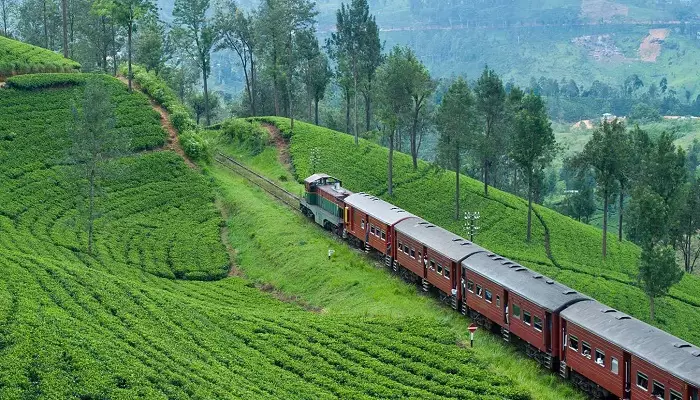 تصویری از قطار سریلانکا در میان زمین چای